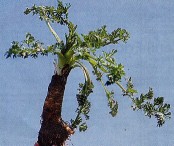 Wiesenkümmel - in der Wurzel liegt die Kraft